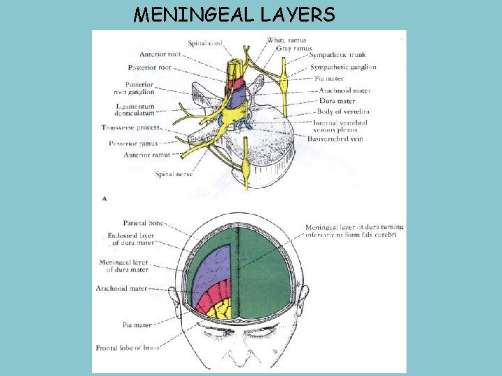 MENINGEAL LAYERS 
