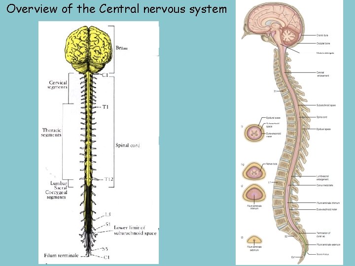 Overview of the Central nervous system 