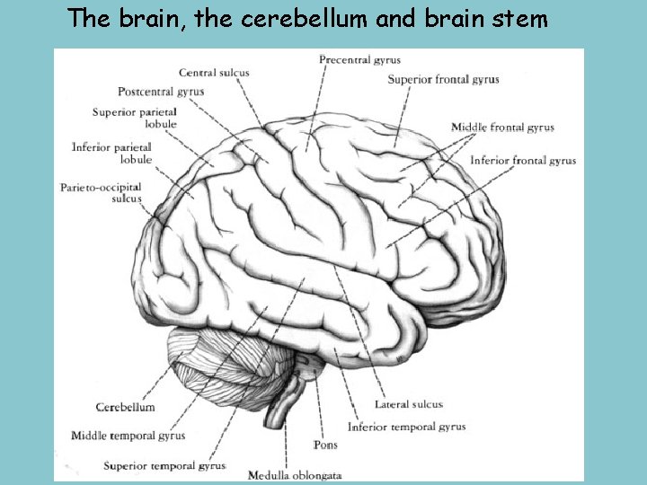 The brain, the cerebellum and brain stem 