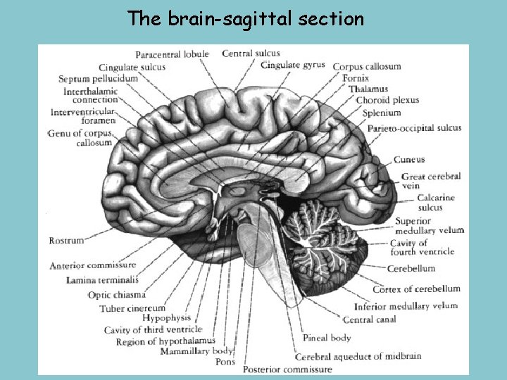 The brain-sagittal section 