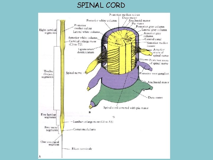 SPINAL CORD 
