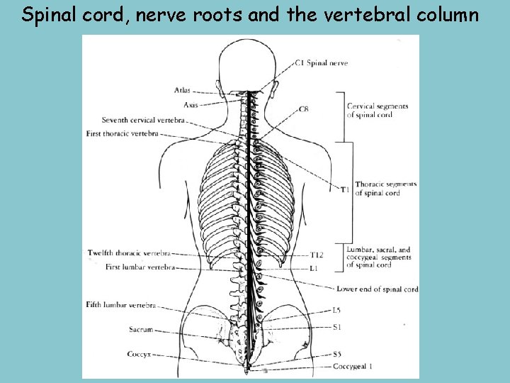 Spinal cord, nerve roots and the vertebral column 