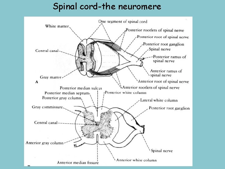 Spinal cord-the neuromere 