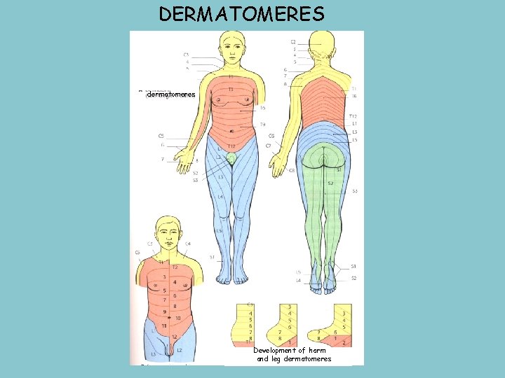 DERMATOMERES dermatomeres Development of harm and leg dermatomeres 