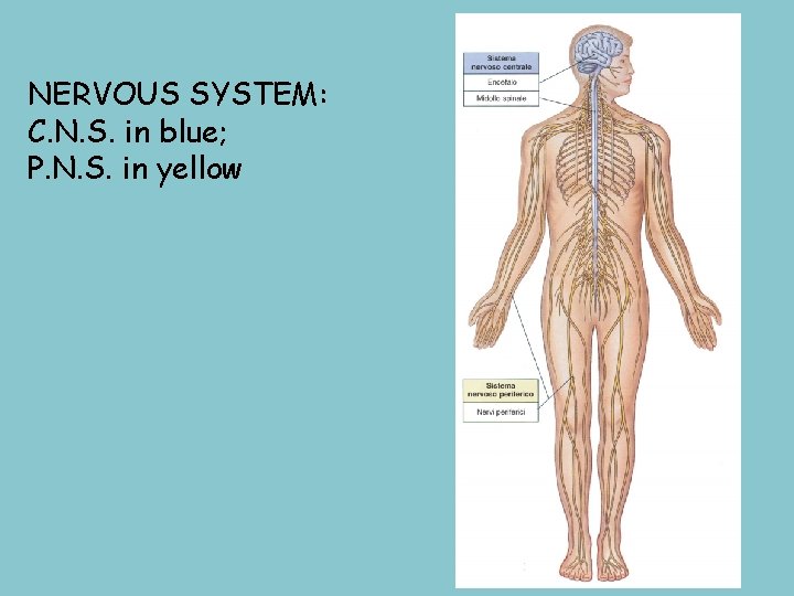 NERVOUS SYSTEM: C. N. S. in blue; P. N. S. in yellow 