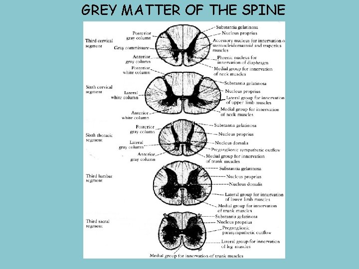 GREY MATTER OF THE SPINE 