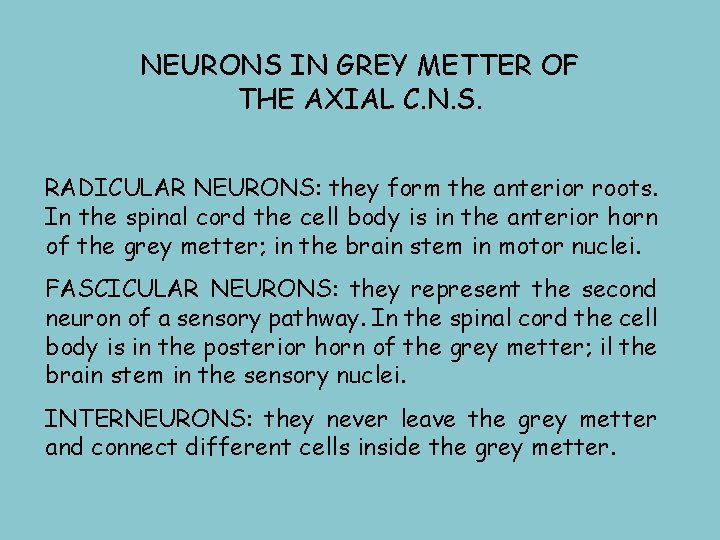 NEURONS IN GREY METTER OF THE AXIAL C. N. S. RADICULAR NEURONS: they form