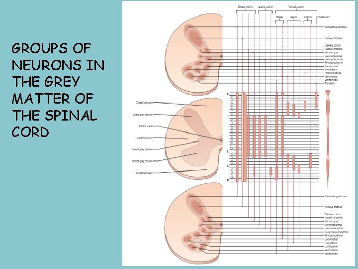 GROUPS OF NEURONS IN THE GREY MATTER OF THE SPINAL CORD 