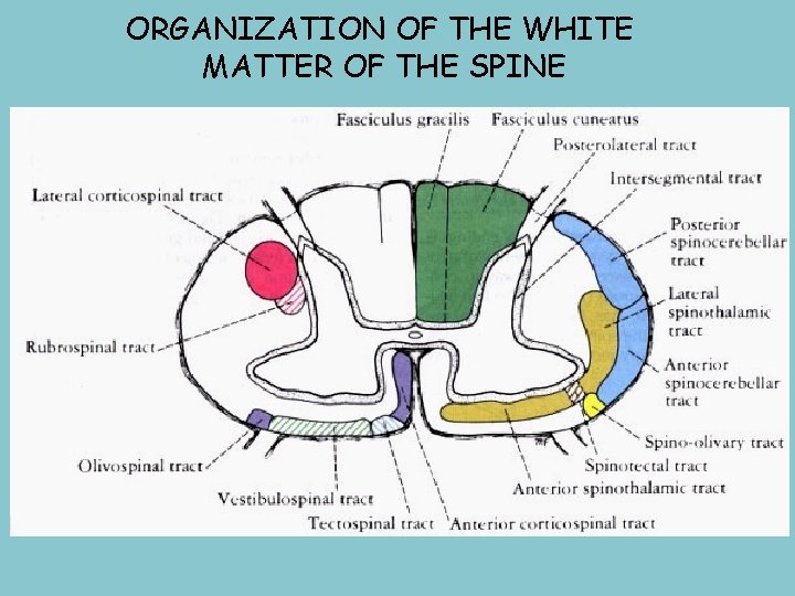 ORGANIZATION OF THE WHITE MATTER OF THE SPINE 