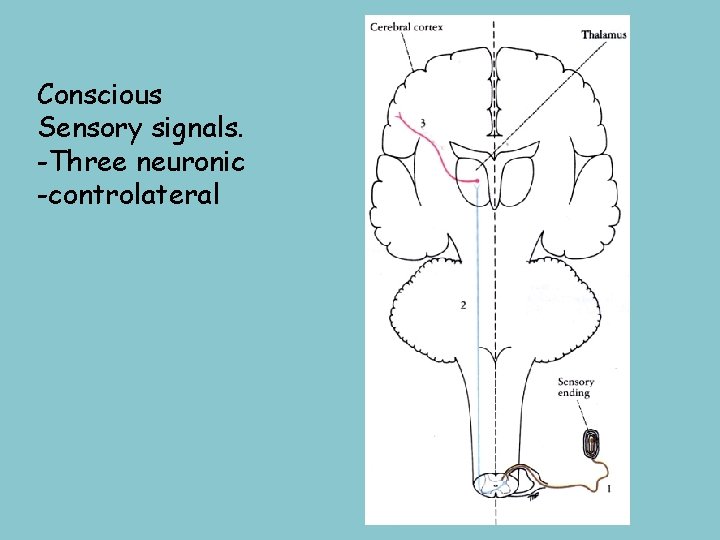 Conscious Sensory signals. -Three neuronic -controlateral 