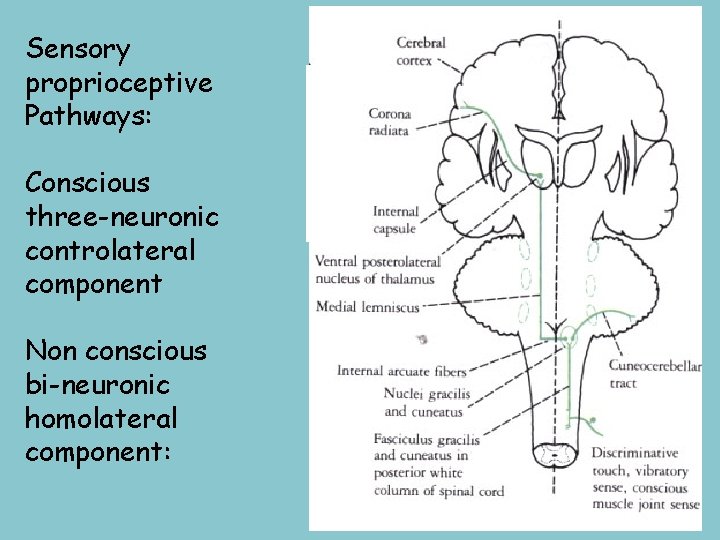 Sensory proprioceptive Pathways: Conscious three-neuronic controlateral component Non conscious bi-neuronic homolateral component: 