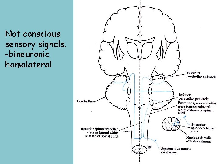 Not conscious sensory signals. -bineuronic homolateral 