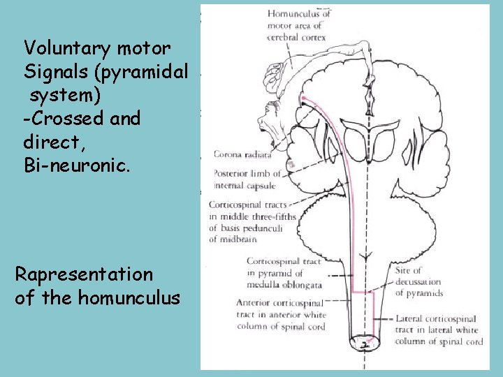 Voluntary motor Signals (pyramidal system) -Crossed and direct, Bi-neuronic. Rapresentation of the homunculus 