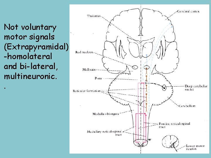 Not voluntary motor signals (Extrapyramidal) -homolateral and bi-lateral, multineuronic. . 
