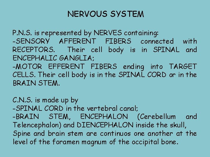 NERVOUS SYSTEM P. N. S. is represented by NERVES containing: -SENSORY AFFERENT FIBERS connected