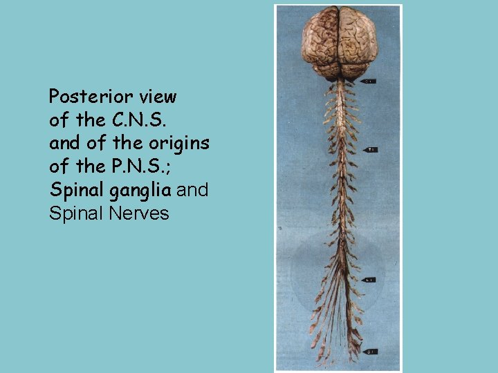 Posterior view of the C. N. S. and of the origins of the P.