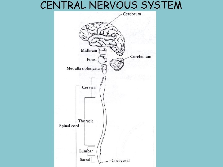 CENTRAL NERVOUS SYSTEM 