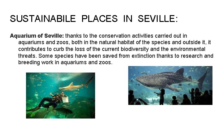 SUSTAINABILE PLACES IN SEVILLE: Aquarium of Seville: thanks to the conservation activities carried out