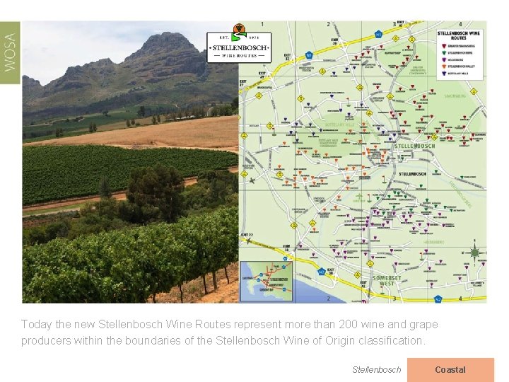 Today the new Stellenbosch Wine Routes represent more than 200 wine and grape producers