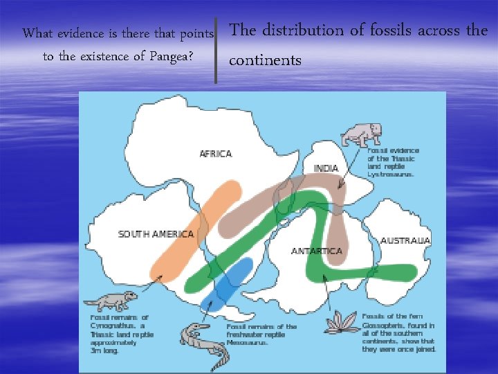 What evidence is there that points to the existence of Pangea? The distribution of