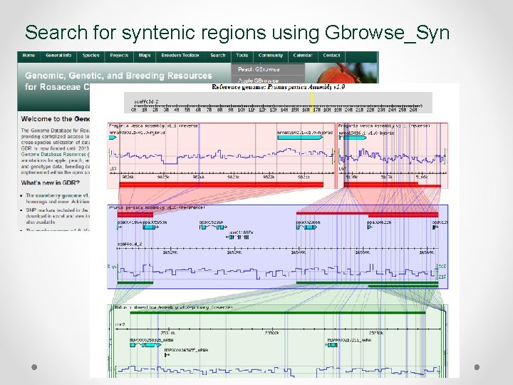 Search for syntenic regions using Gbrowse_Syn 