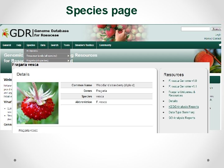 Species page 