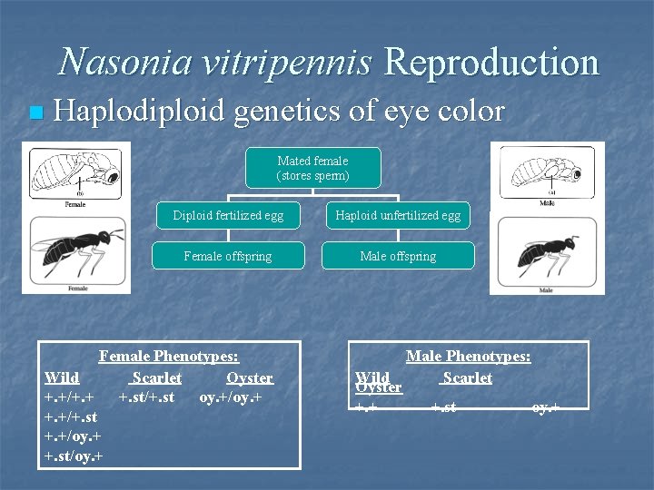 Nasonia vitripennis Reproduction n Haplodiploid genetics of eye color Mated female (stores sperm) Diploid Nasonia vitripennis Reproduction n Haplodiploid genetics of eye color Mated female (stores sperm) Diploid