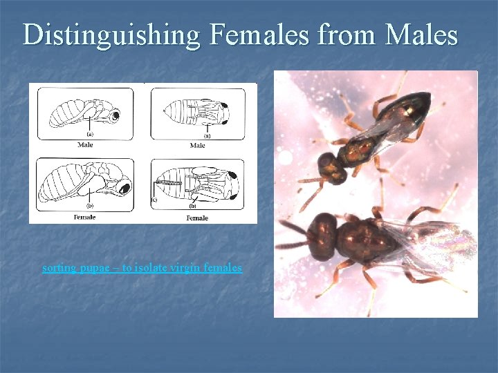 Distinguishing Females from Males sorting pupae – to isolate virgin females Distinguishing Females from Males sorting pupae – to isolate virgin females