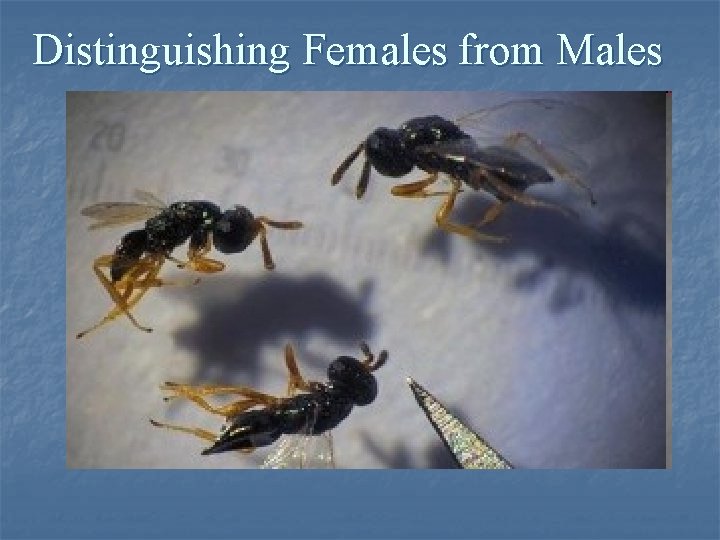 Distinguishing Females from Males Distinguishing Females from Males