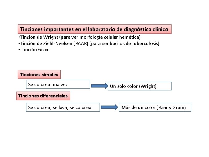 Tinciones importantes en el laboratorio de diagnóstico clínico • Tinción de Wright (para ver