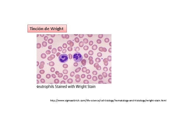 Tinción de Wright http: //www. sigmaaldrich. com/life-science/cell-biology/hematology-and-histology/wright-stain. html 