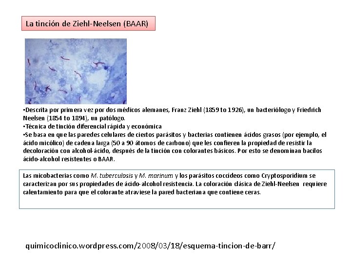 La tinción de Ziehl-Neelsen (BAAR) • Descrita por primera vez por dos médicos alemanes,