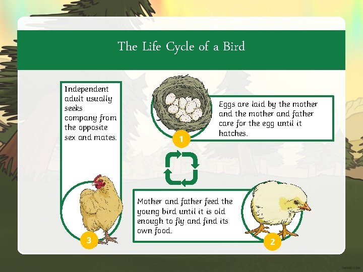 The Life Cycle of a Bird Independent adult usually seeks company from the opposite