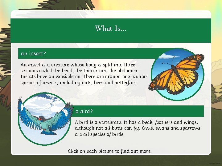 What Is… an insect? An insect is a creature whose body is split into
