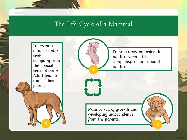 The Life Cycle of a Mammal Independent adult usually seeks company from the opposite