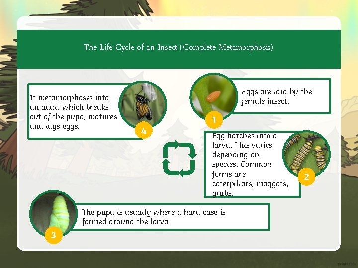 The Life Cycle of an Insect (Complete Metamorphosis) It metamorphoses into an adult which