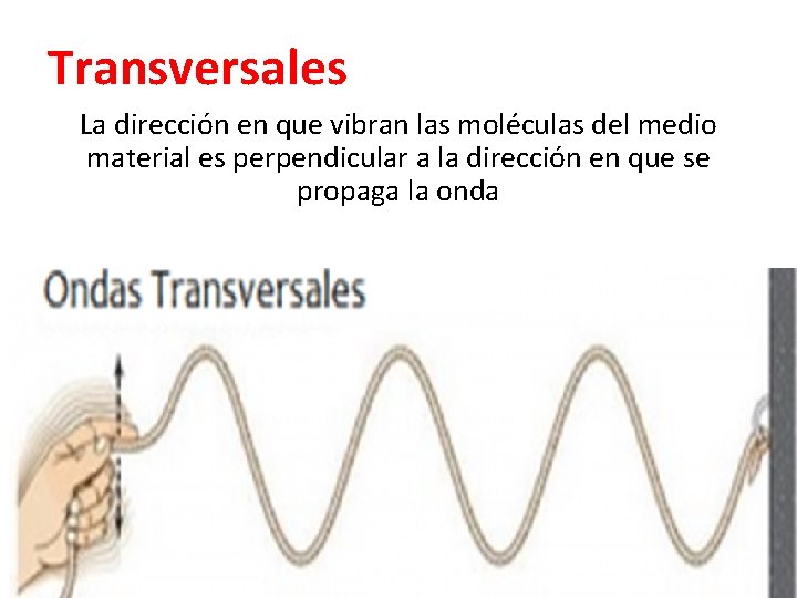 Transversales La dirección en que vibran las moléculas del medio material es perpendicular a