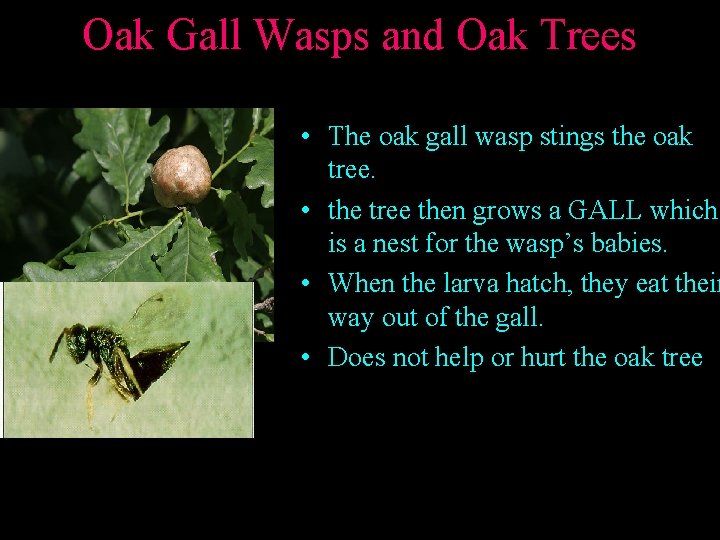 Oak Gall Wasps and Oak Trees • The oak gall wasp stings the oak