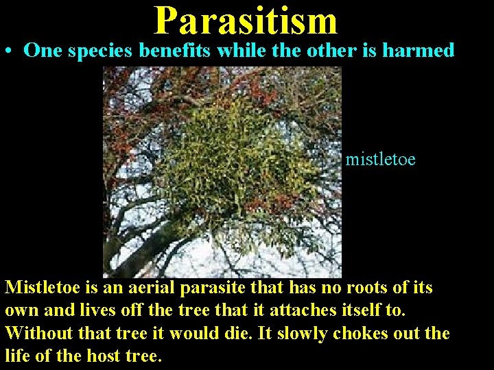 Parasitism • One species benefits while the other is harmed mistletoe Mistletoe is an