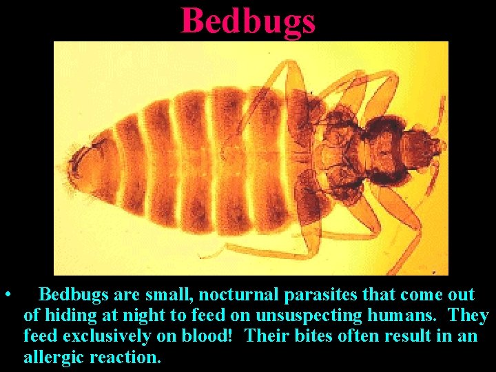 Bedbugs • Bedbugs are small, nocturnal parasites that come out of hiding at night