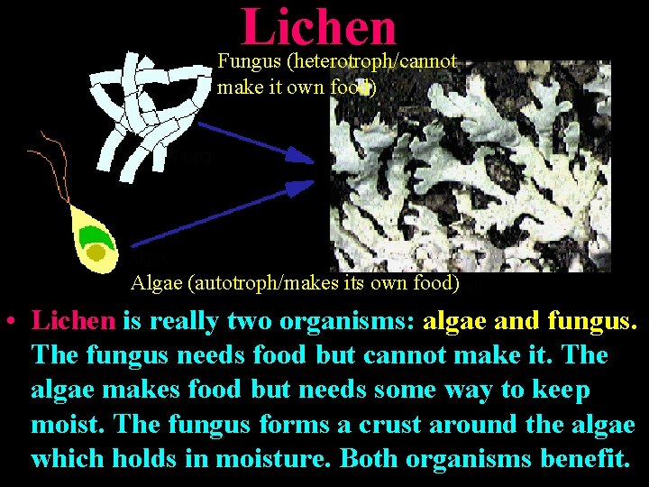 Lichen Fungus (heterotroph/cannot make it own food) Algae (autotroph/makes its own food) • Lichen
