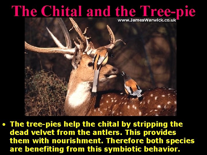 The Chital and the Tree-pie • The tree-pies help the chital by stripping the