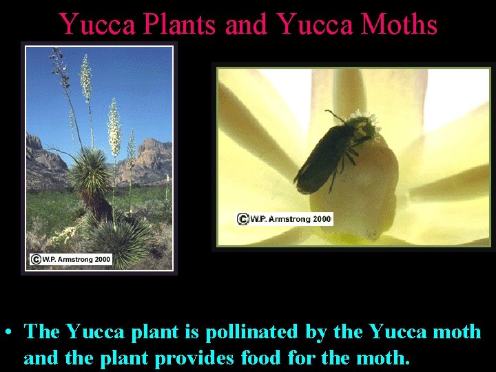 Yucca Plants and Yucca Moths • The Yucca plant is pollinated by the Yucca