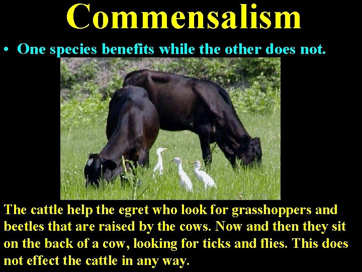 Commensalism • One species benefits while the other does not. The cattle help the