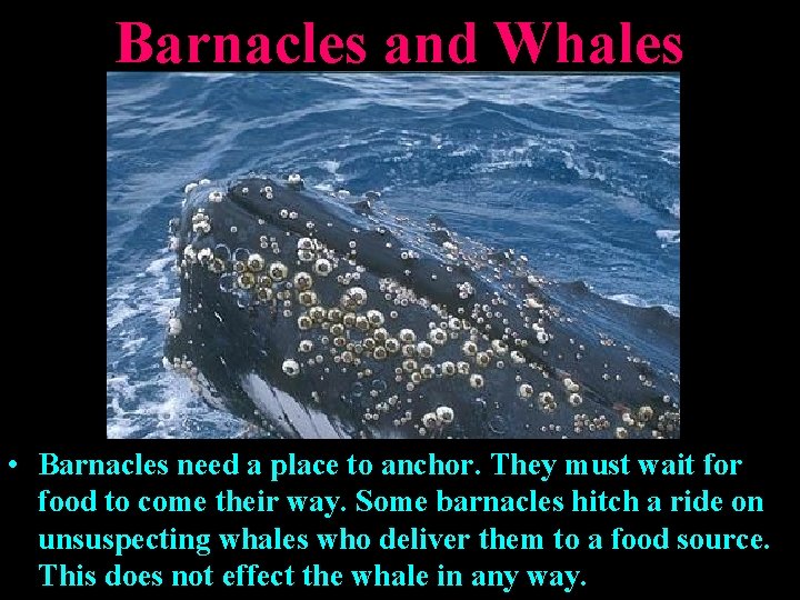 Barnacles and Whales • Barnacles need a place to anchor. They must wait for