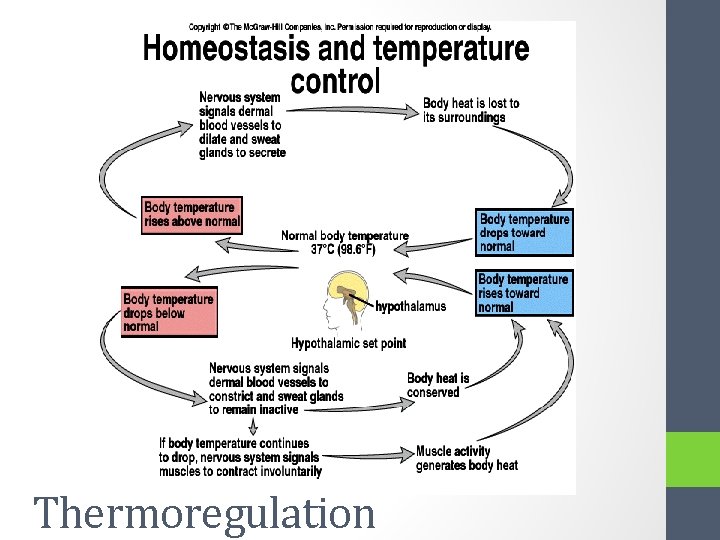 Thermoregulation 
