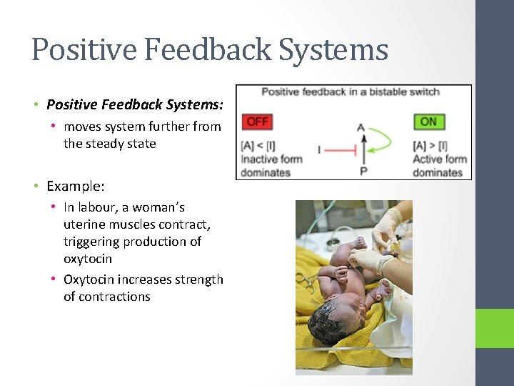 Positive Feedback Systems • Positive Feedback Systems: • moves system further from the steady