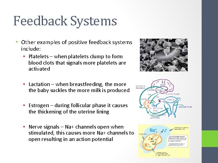 Feedback Systems • Other examples of positive feedback systems include: • Platelets – when