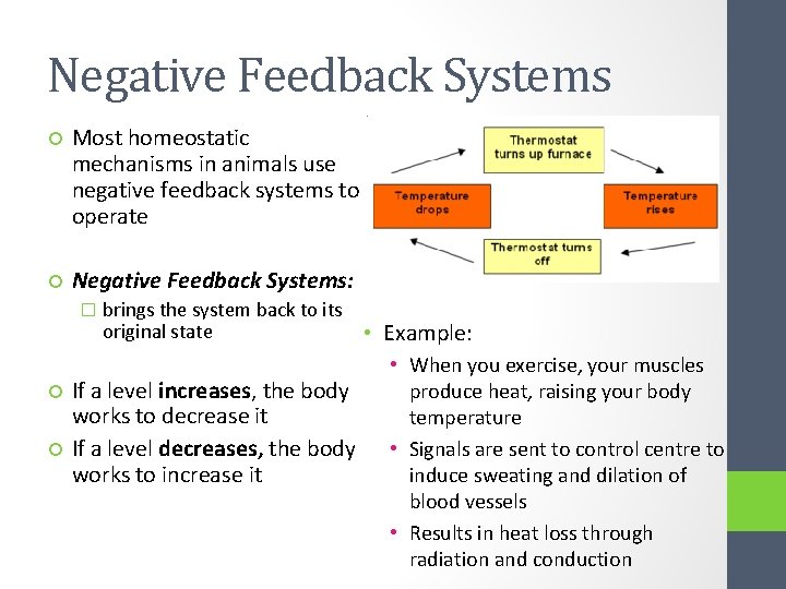 Negative Feedback Systems Most homeostatic mechanisms in animals use negative feedback systems to operate