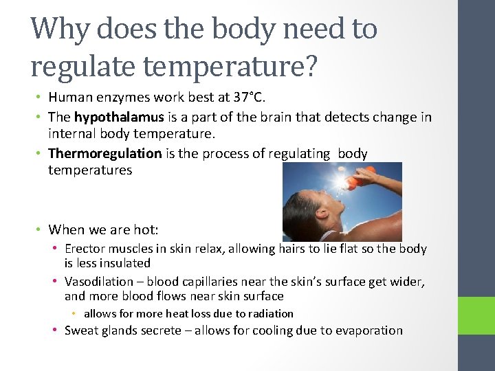 Why does the body need to regulate temperature? • Human enzymes work best at